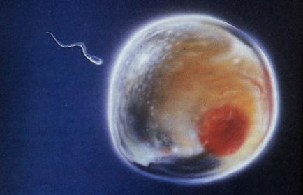 Ovule et spermatozoïde.jpg
